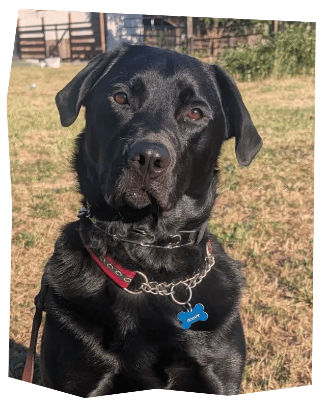 Black dog sitting nicely and wearing a pinch collar.