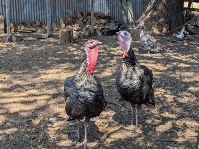 Two turkeys standing together beneath a tree on the homestead.