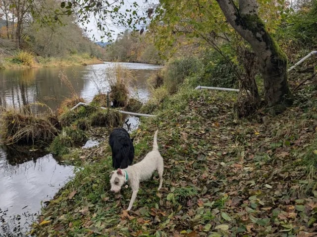 Two dogs exploring a leafy bank beside the creek.