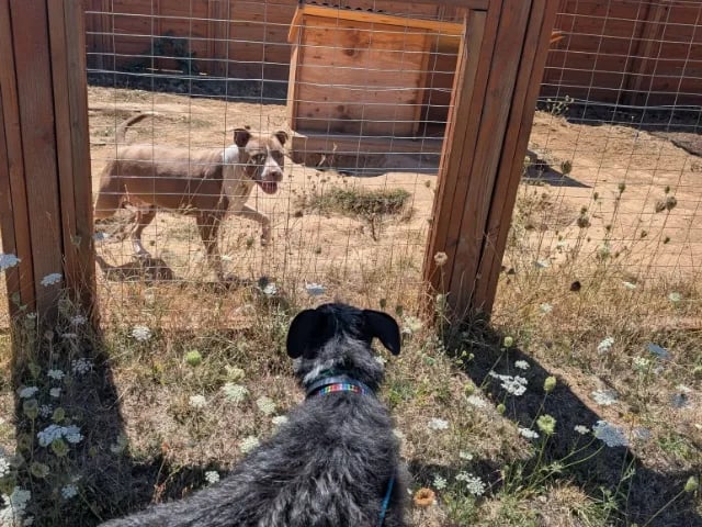 Two dogs on opposite sides of a wire fence on the property.