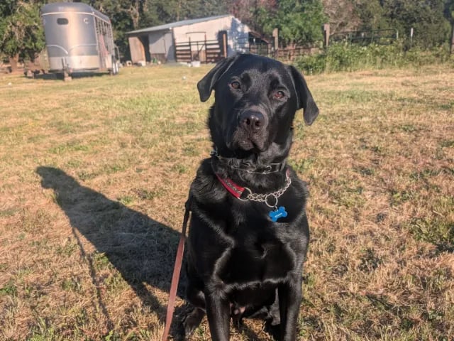 Black dog sitting on grass, with a trailer and outbuildings behind.