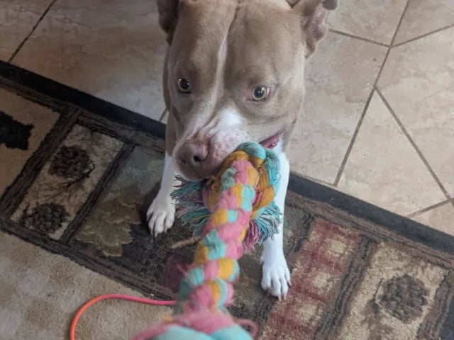 Gray and white dog holding a colorful rope toy indoors.