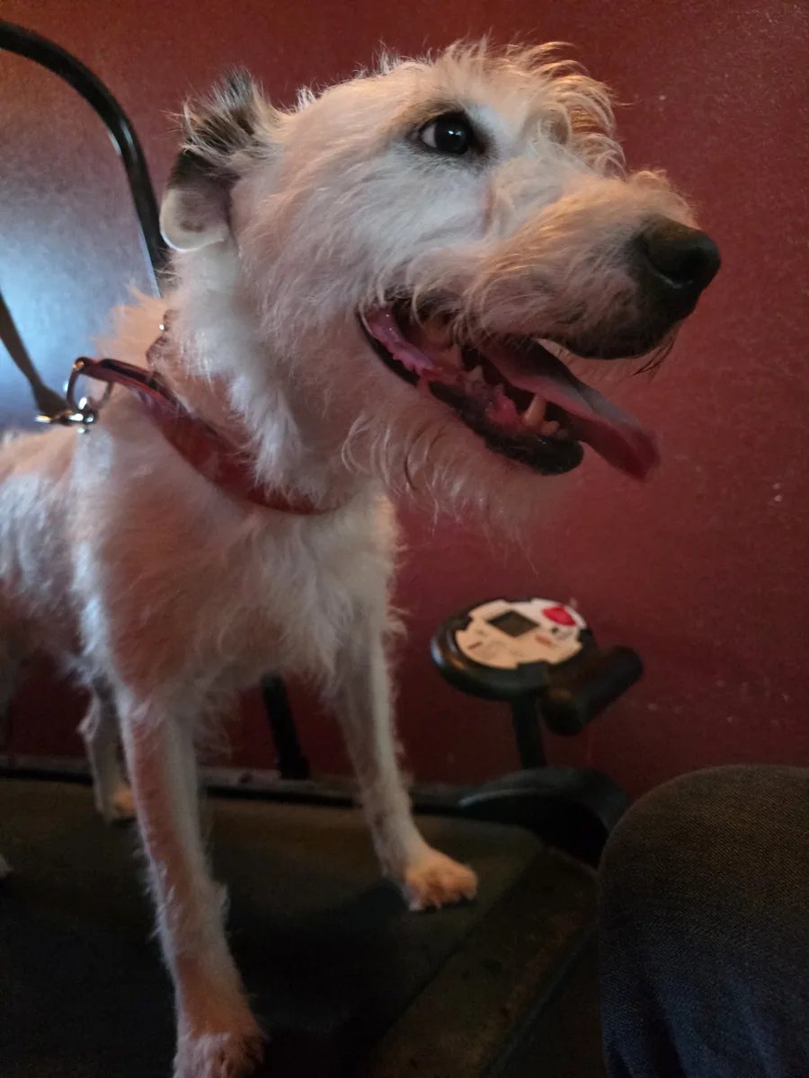 Light-colored dog standing on a treadmill indoors.