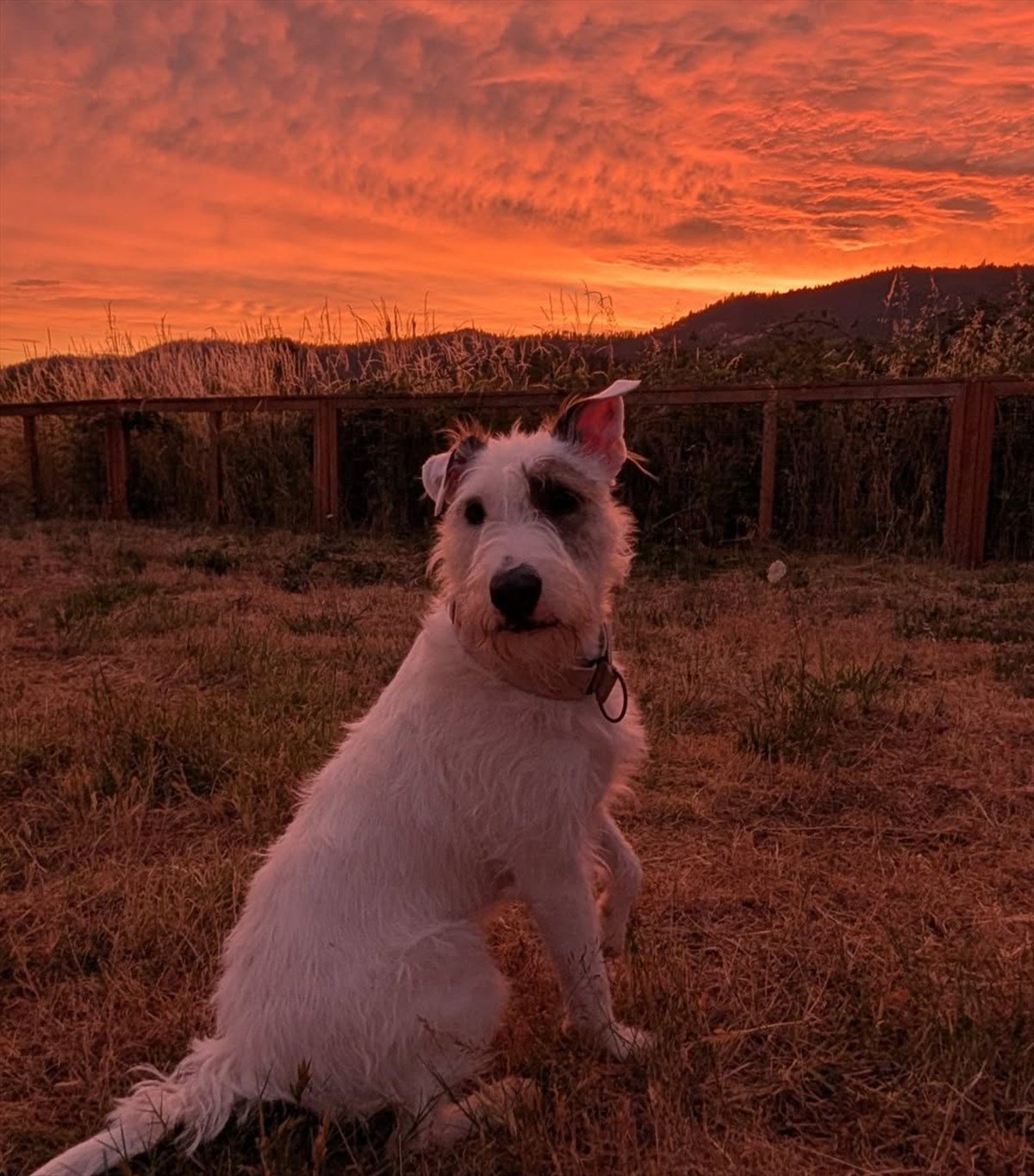 White terrier sitting outdoors beneath an orange sunset.