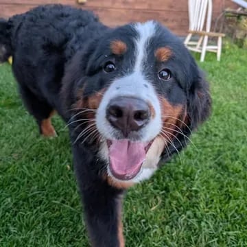 Warden, a Bernese Mountain Dog who finished the six-week board and train.