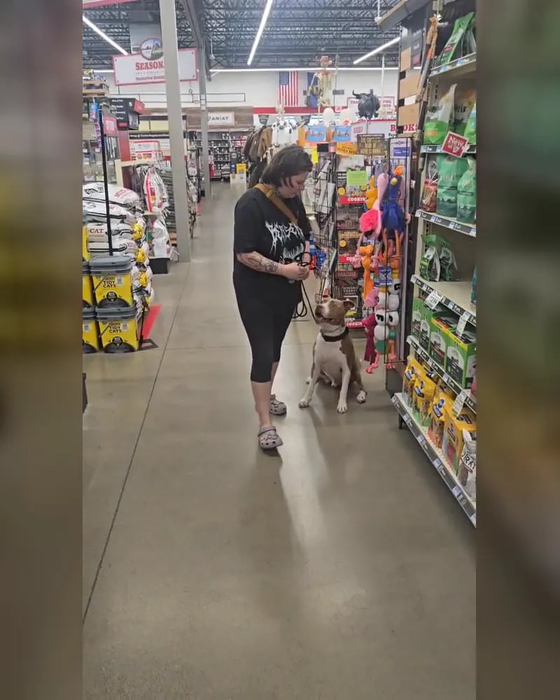 Frank walks Hades calmly around another dog in a pet store aisle, a still from one of his training update videos.