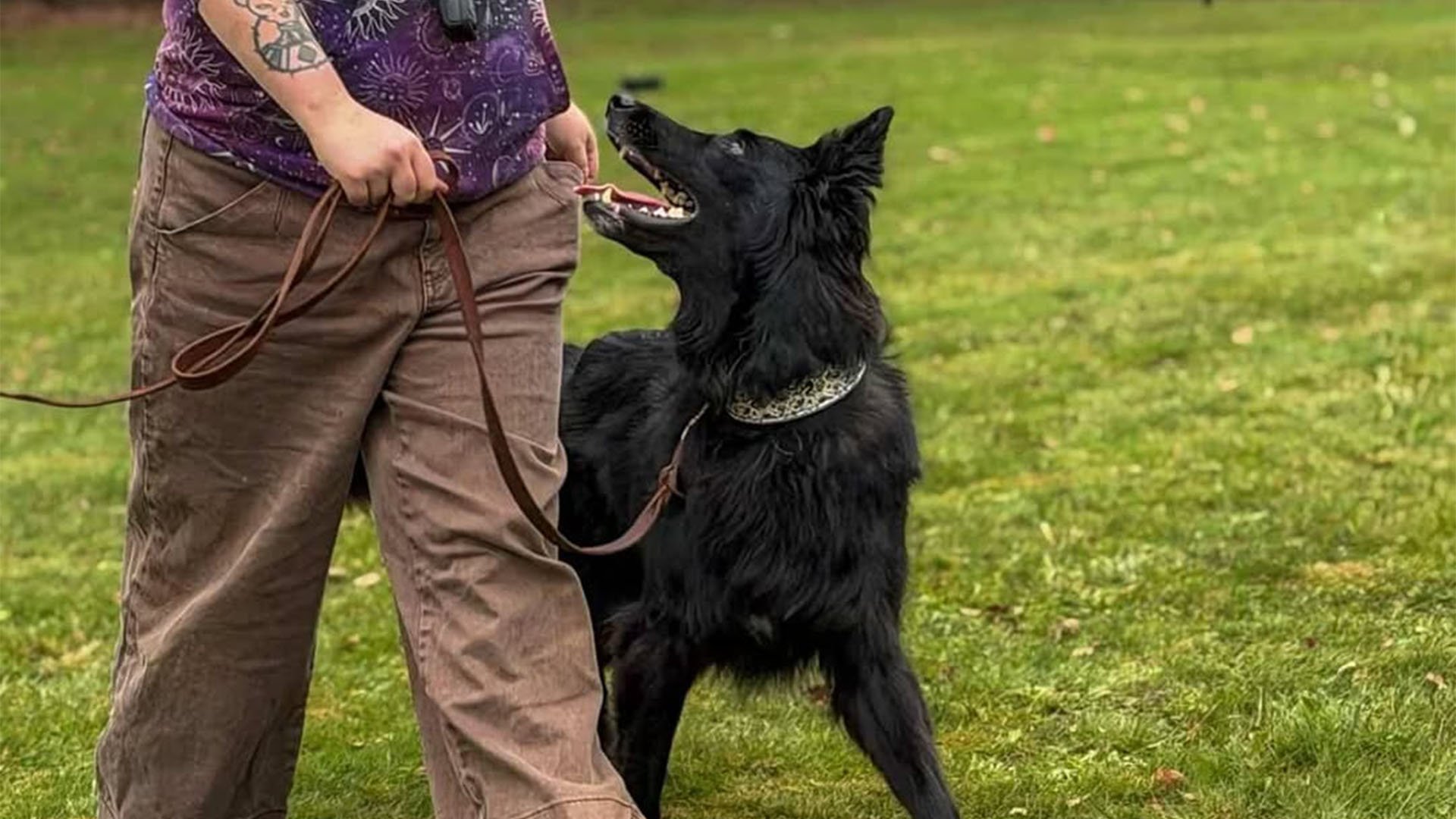 Dog walking calmly on a loose leash beside its owner on the grass