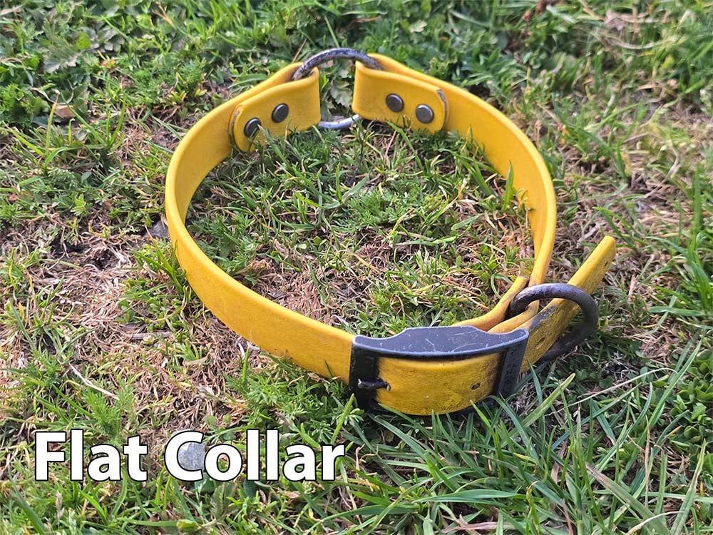 A yellow flat dog collar.