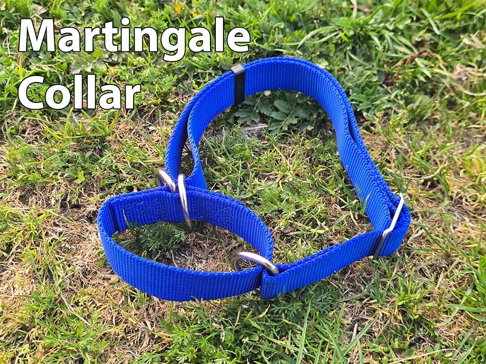 A blue martingale dog collar.