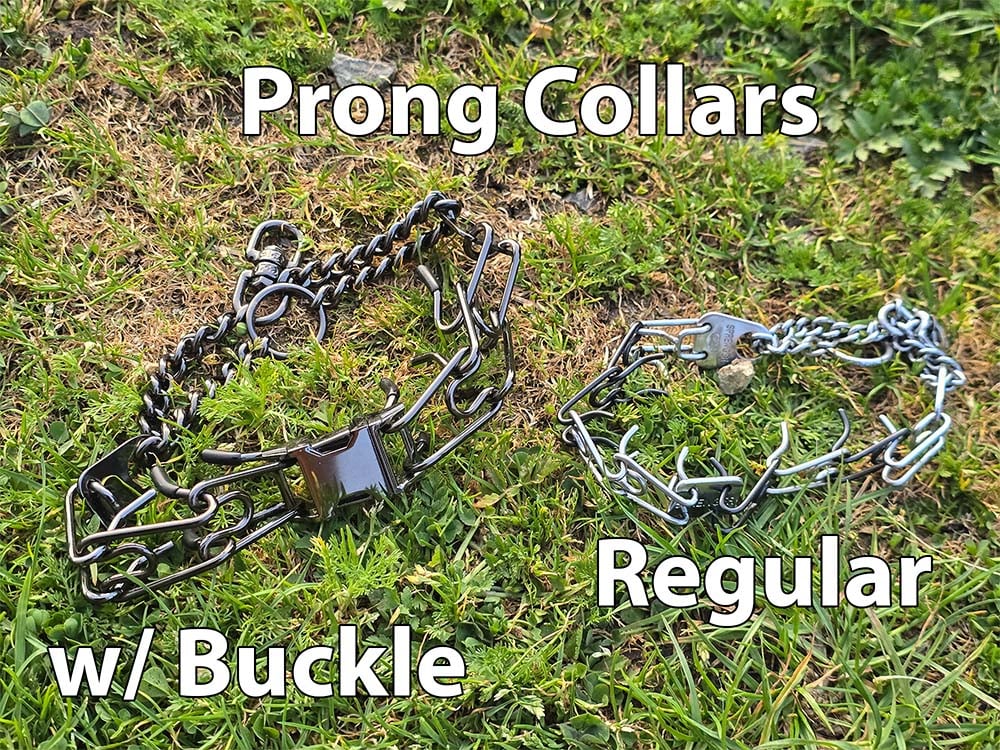 Two types of prong dog collars: one with a buckle (left) and one without a buckle (right).