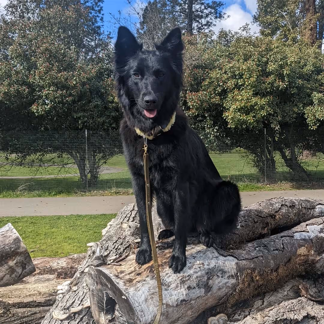 black dog standing on logs