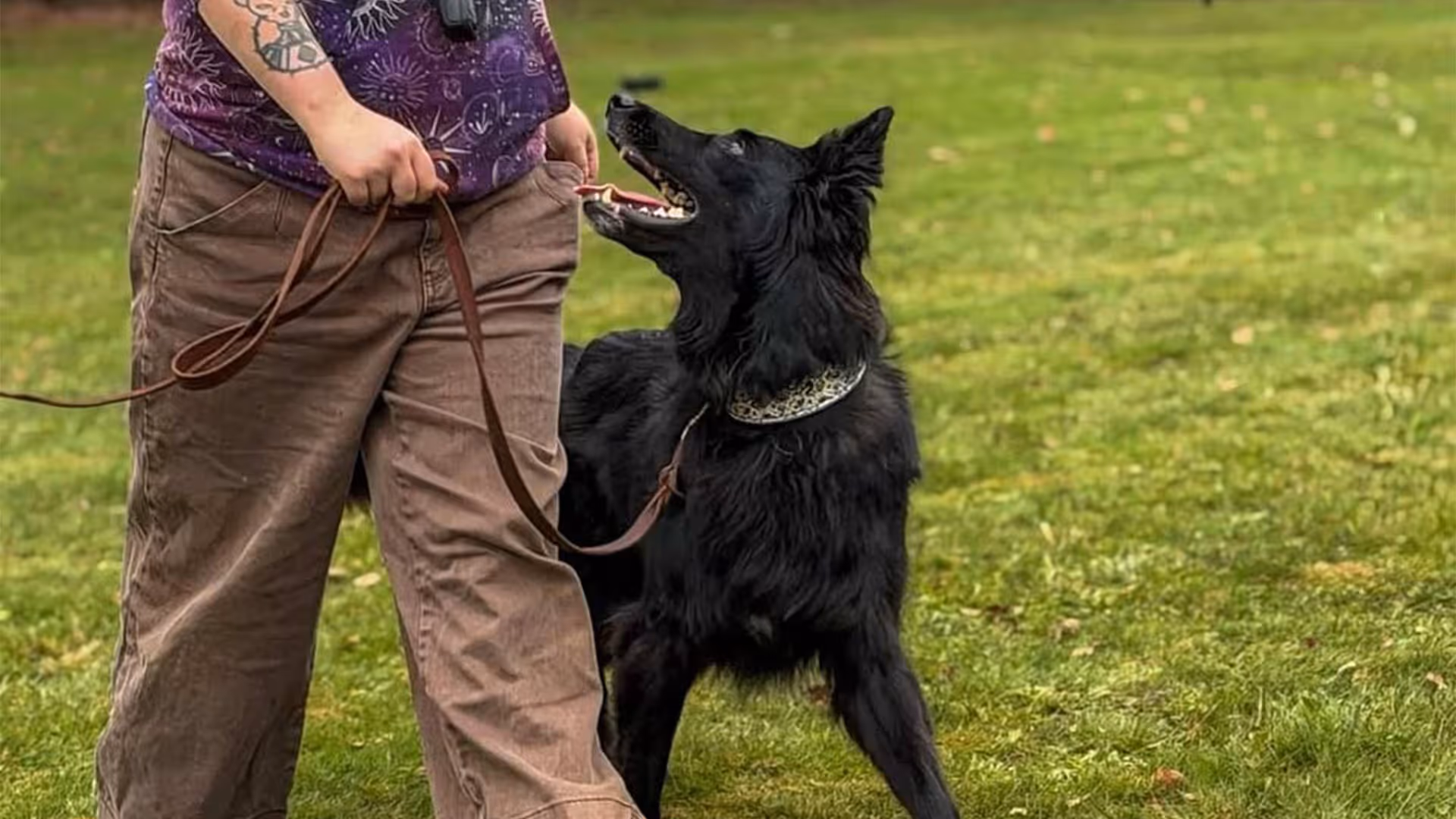 Black dog focused on handler during an obedience training session with a loose leather leash at Frankly Dog Training