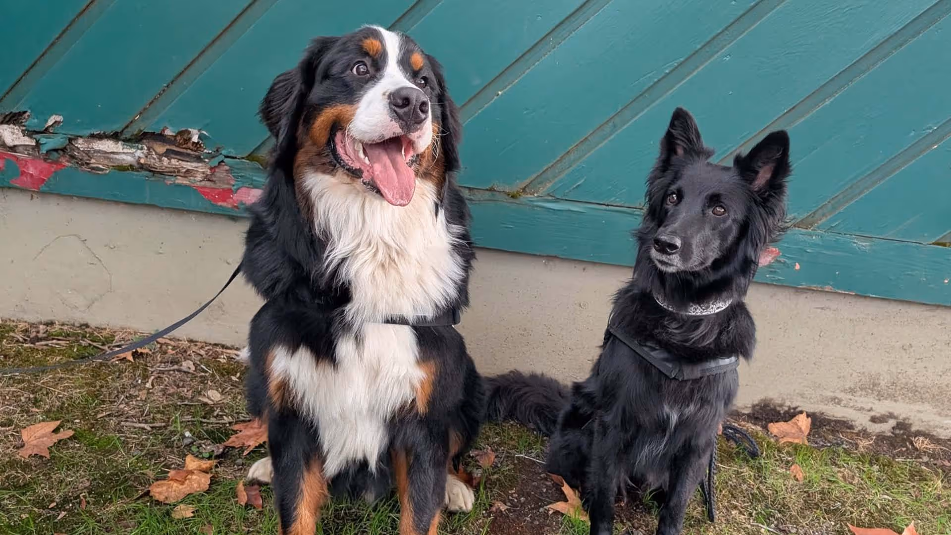 Bernese Mountain Dog and Belgian Shepherd sitting side by side at Frankly Dog Training in Riddle, Oregon